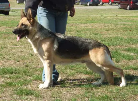 Surefire Gail of the Abyss