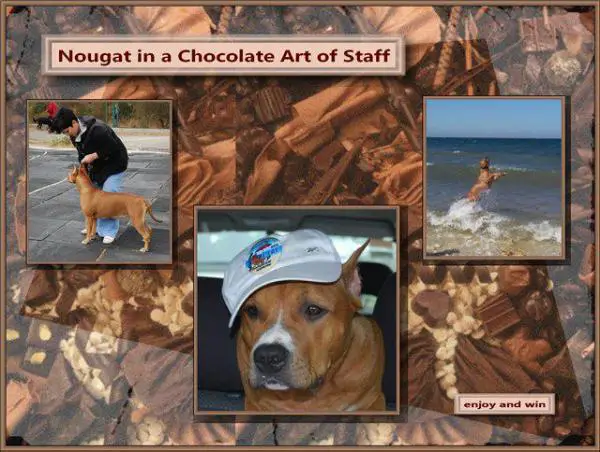 СH UA Nougat in a chokolate art of staff