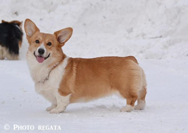 Talisman Vasilisy Dusha Moya