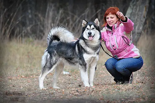 CH JRUS, RUS Trail Ancestors Stelthstars`s Storm