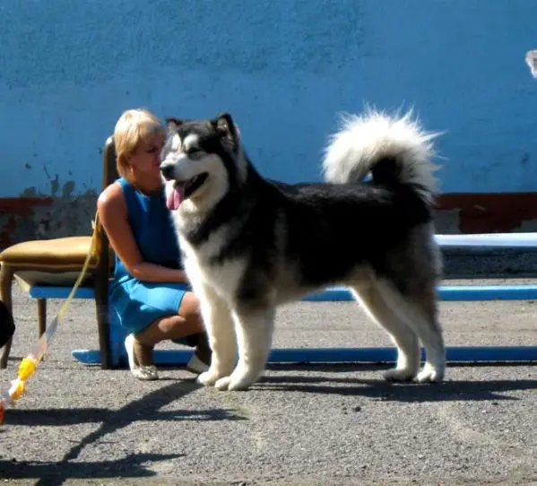 CH JRUS, RUS Apollon S`Star Winner