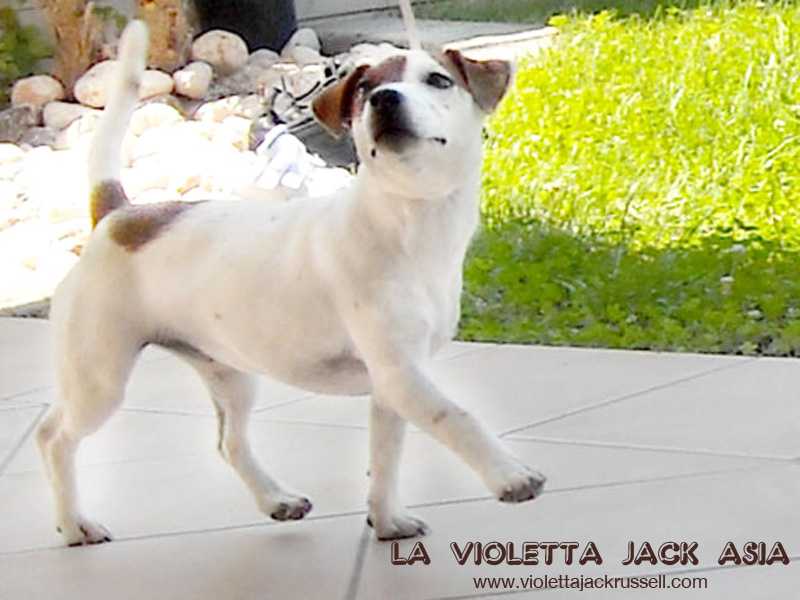 La Violetta Jack Asia