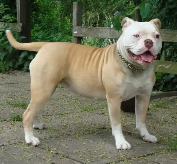 Billy Bulldog Abo's Kinky Red