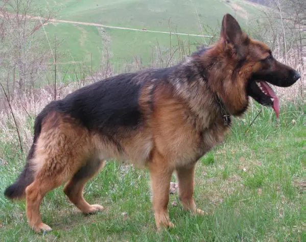 Sirus von der highstrauss