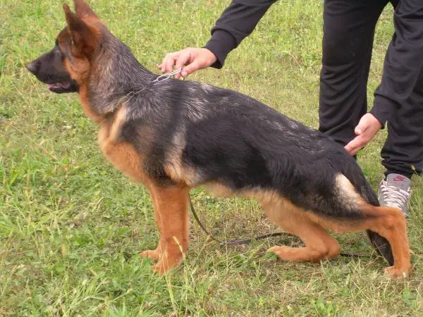 Anita della Scuderia Santoro