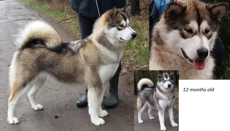 NAYELI OF PRINCESS LALIMA Malamute Sanctuary