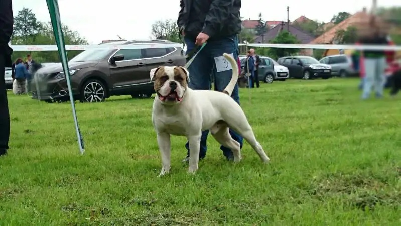 JRCH., CH., GR. CH., CLUB CH. of Molossclub SR Albanybulls Frenky "Nero"