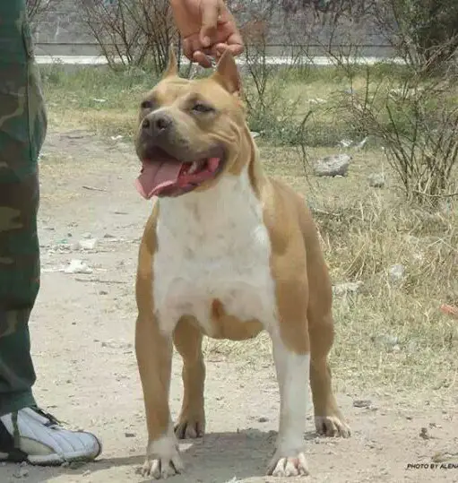 DYNASTY EFFY GOLDIE by CARDENAS