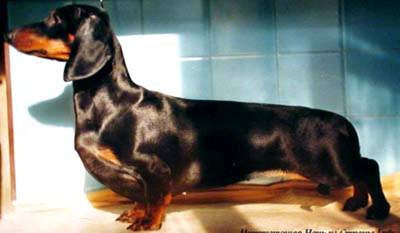 Intriguyuschaya Noch Iz Strani Grez