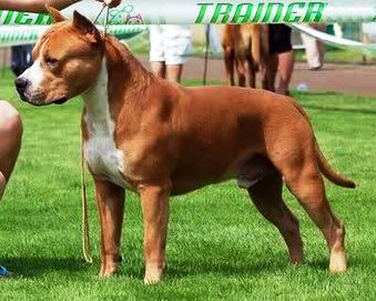 INT.CH. MESIC Red Pearl in Ginger