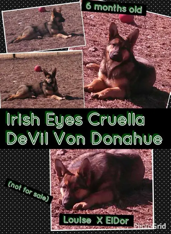 Irish Eyes Cruella DeVil Von Donahue