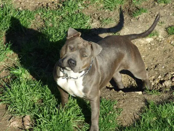 Blue Scary face de l'exil des titans