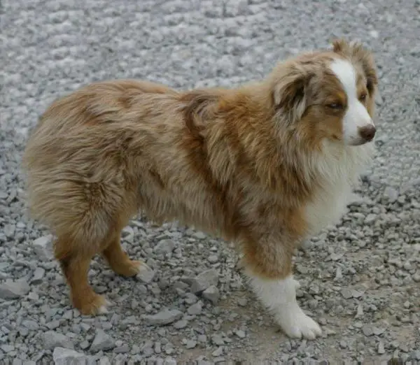 Bullock's Powerstroke