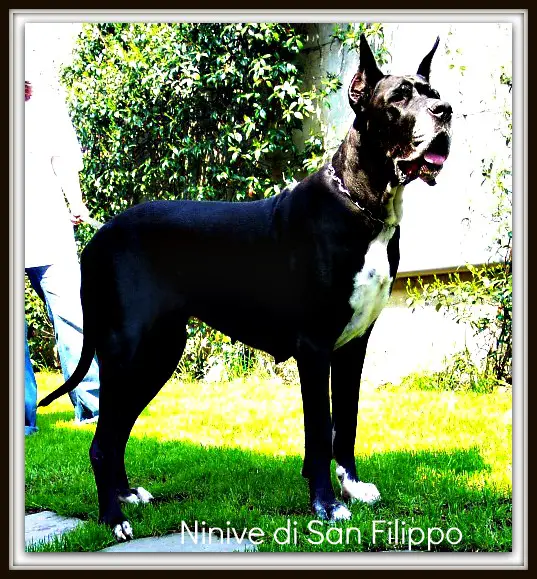Ninive-N di San Filippo