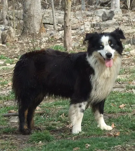 JBK Rebel