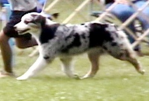 HOF CH Spring Fevers Tabu