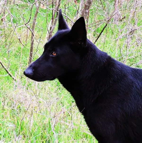 Xena Vom Verruckt Herz