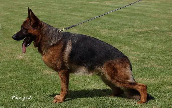 SG Figo vom Petworld Team