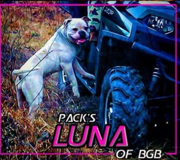 Pack's Luna-AKA-Lucy of BGB