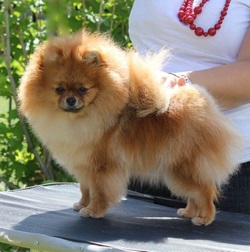 Randy's Huckleberrie Kizzs