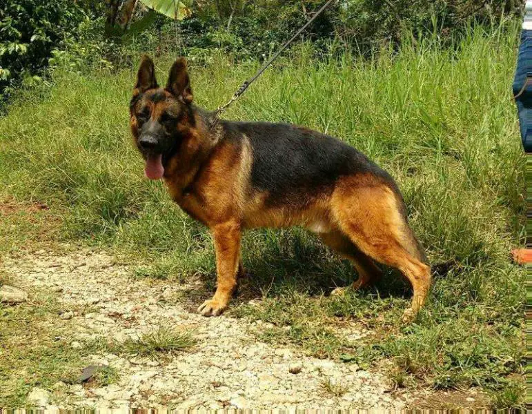 SG Nico de la Fama (Mex)