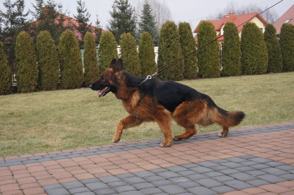 Dera Jarkowski Dwór