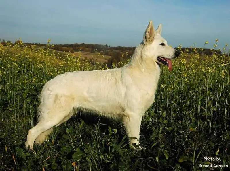 Tiffany of Angelotti