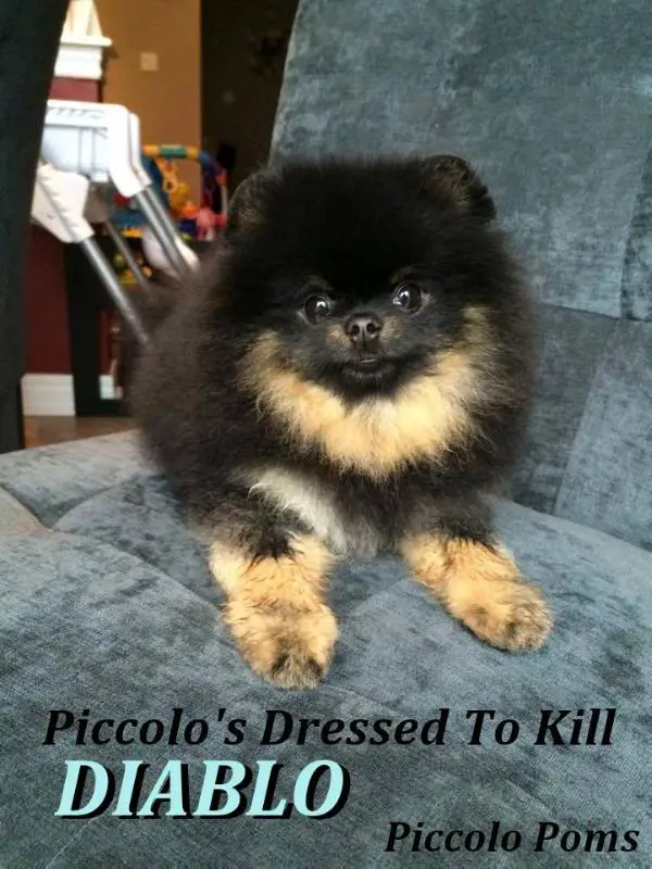 Piccolo's Dressed to Kill
