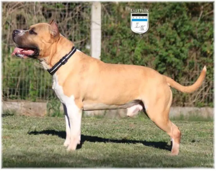 Ladypark Kairo Dohatan