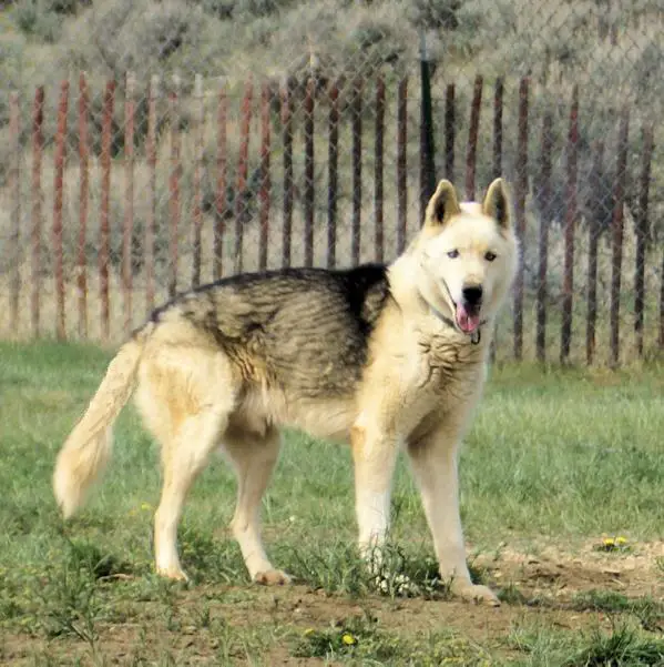 Sepp-Alta’s Griffen At Windy Ridge