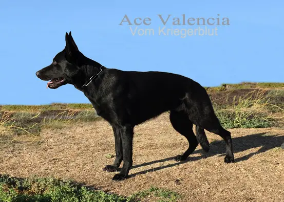 Ace Valencia Vom Kriegerblut