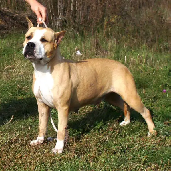 JCH RUS CH RUS Mashel Spirit Andromeda Zvezdnay