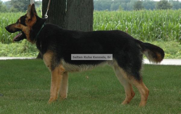 Oscar vom Selten Ruhe