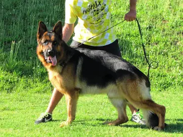 VA(SA)6 Yannis of Tarasans