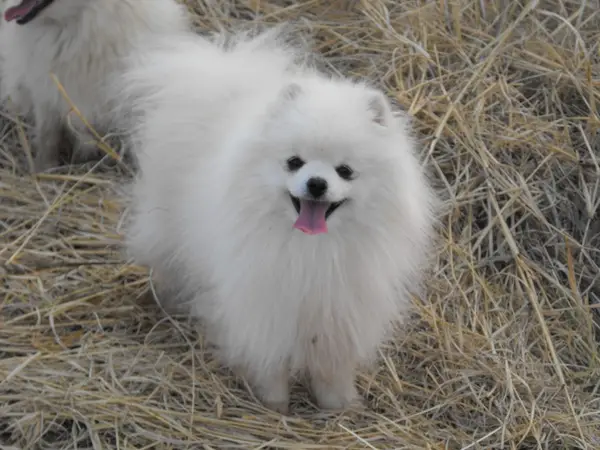 Araucarias White Soul of Lenette