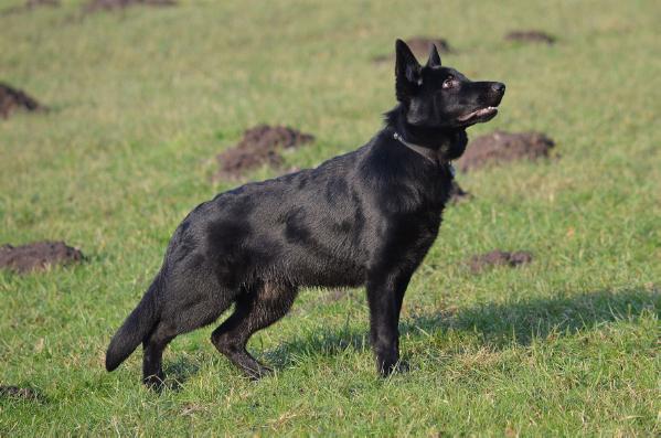 Duncan schwarze Einigkeit