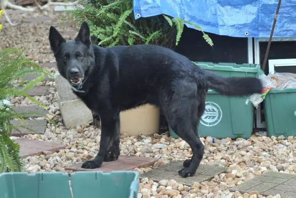 Sammy D Vom Ostschutz