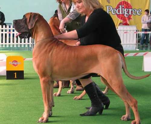 CH (POL) Vicomtesse des Terres de la Rairie