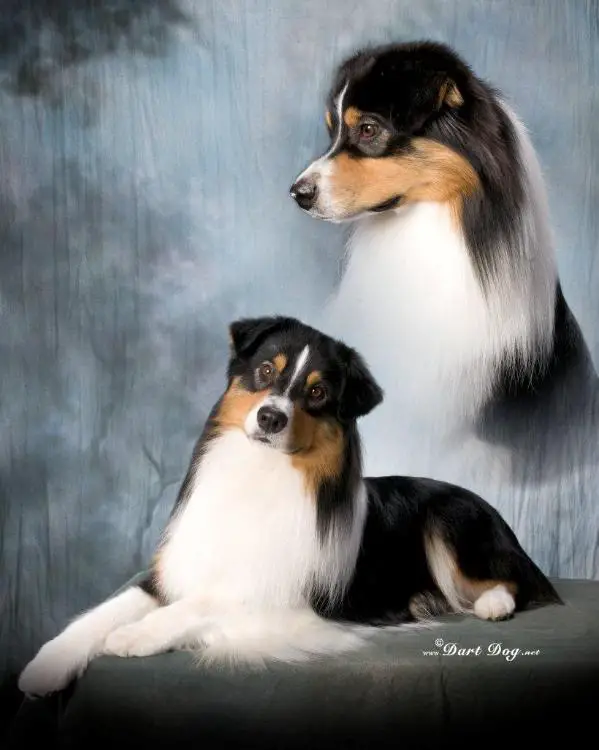AKC GCH CH/ ASCA HOF BISS CH / HTCh / USASA Versatility CH Melodys Night Moves at Baywind