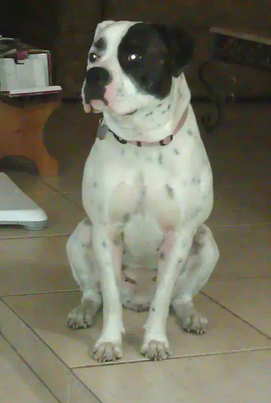 Leatherneck's Khloe