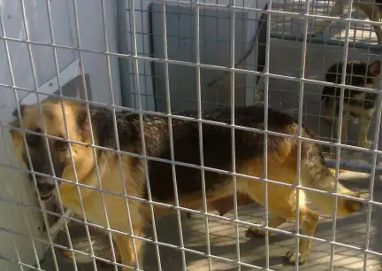 Ray-Ann's Miss Molly