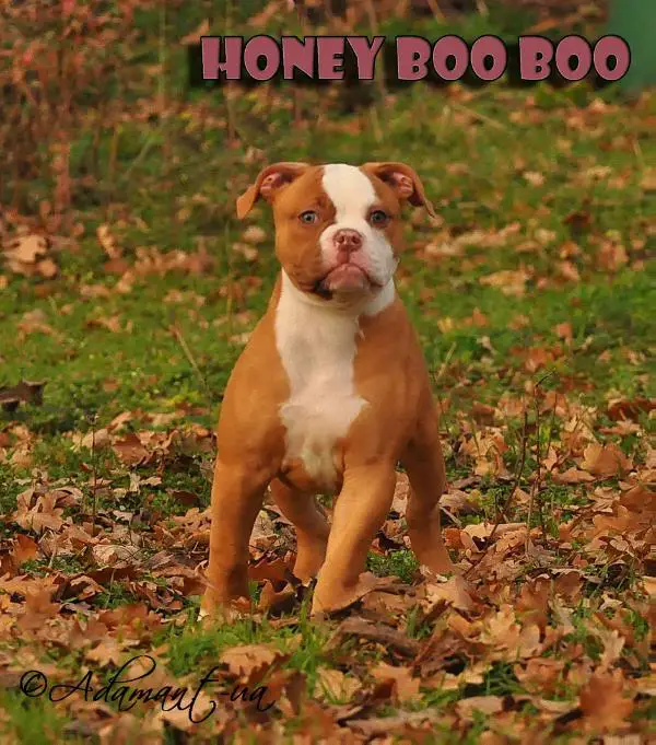 Honey Boo Boo Adamant-UA