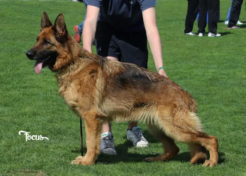 SG Arya vom Tal der Rosen