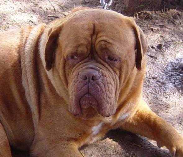 Axel de burdeos casilda