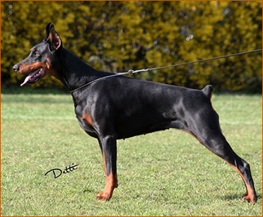 INT CHAMPION Olympia Onyx King of Darkness