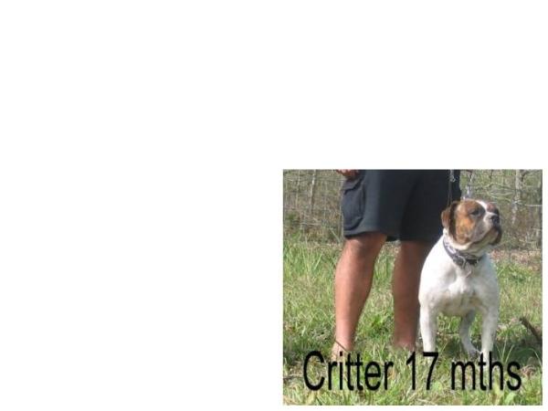 Respectabull's Critter Gitter