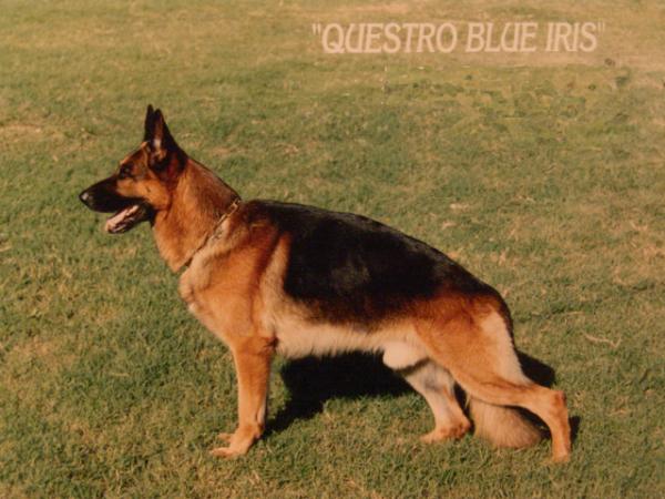 Questro Blue-Iris