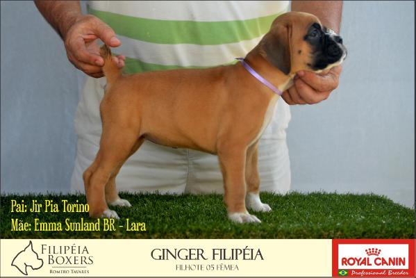 Ginger Filipéia