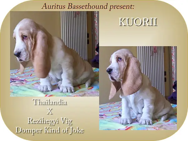 Auritus Kuorii