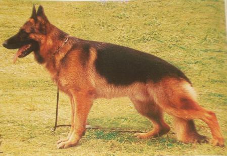 Latz von der Kiefernschlucht